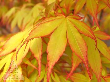 Díszfa - Acer palmatum 'Katsura' - Japán juhar