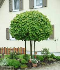 Díszfa - Acer platanoides 'Globosum' - Gömbjuhar