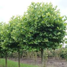 Díszfa - Platanus acerifolia - Közönséges platán,Juharlevelű platán