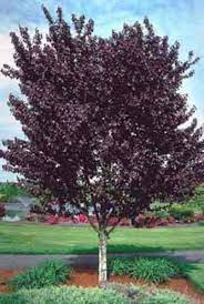 Díszfa - Prunus cerasifera 'Woodii' - Vérszílva