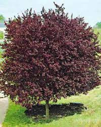 Díszfa - Prunus cerasifera Woodii - Vérszílva