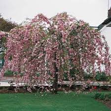Díszfa - Prunus serrulata 'Kiku-Shidare-Sakura' - Csüngő koronájú japán díszcseresznye​