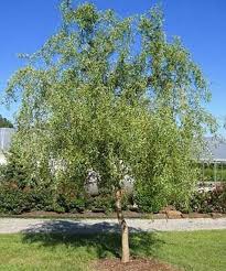 Díszfa - Salix matsudana 'Tortuosa' - Csavart fűz