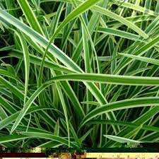 Díszfű - Carex morrowii 'Variegata' - Sárga tarka sás