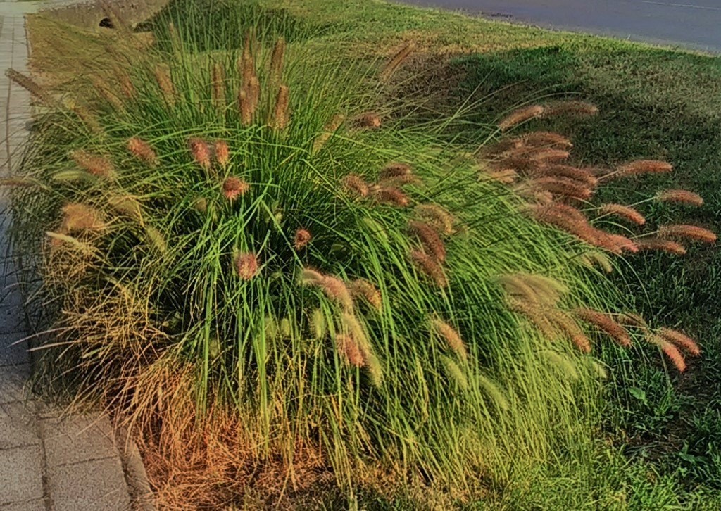 Díszfű - Penisetum Jommenik - Kínai Tollborzfű