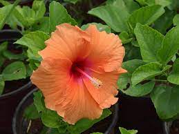 Lombhullató cserje - Hibiscus fajták - Mályvarózsa