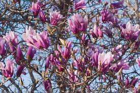 Lombhullató cserje - Magnolia liliiflora 'Nigra' - Bíborvörös Liliomfa