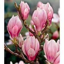 Lombhullató cserje - Magnolia soulangeana - Nagyvirágú Liliomfa