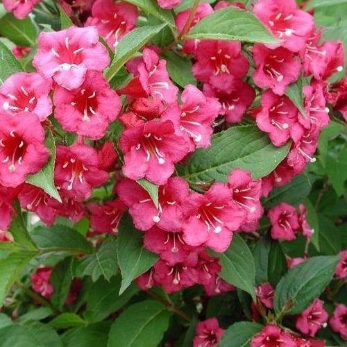 Lombhullató cserje - Weigela 'Bristol Ruby' - Piros virágú rózsalonc