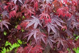 Olasz növények - Acer palmatum 'Bloodgood' - Bordó levelű japán juhar