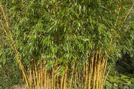 Olasz növények - Bambusa aureosulcata 'Spectabilis' - Bambusz