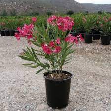 Olasz növények - Nerium oleander - Babérrózsa