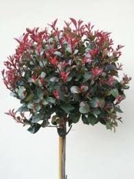 Olasz növények - Photinia x fraseri 'Little Red Robin Nana' - Törzses Vörös Korallberkenye