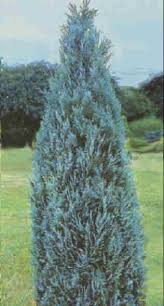 Örökzöld - Chamaecyparis lawsoniana 'Columnaris' - Oszlopos, kék oregoni hamisciprus