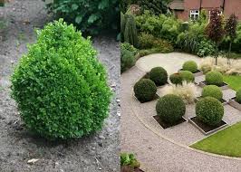 Örökzöld cserje - Buxus sempervirens 'Suffruticosa' - Kúp Puszpáng