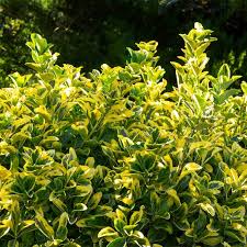 Örökzöld cserje - Euonymus japonicus 'Elegant Aureus' - Aranysárga szélű japán kecskerágó