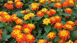 Örökzöld cserje - Lantana camara - Sétányrózsa