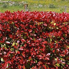Örökzöld cserje - Photinia fraseri 'Carre Rouge' - Vörös Korallberkenye