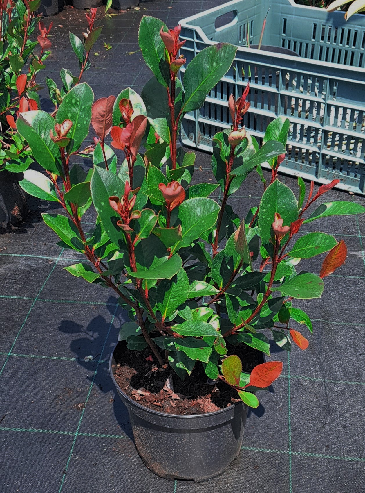 Örökzöld cserje - Photinia x fraseri 'Little Red Robin' - Törpe vörös korallberkenye