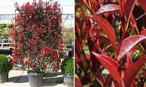 Örökzöld cserje - Photinia x fraseri 'Red Robin' - Vörös korallberkenye