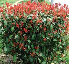 Örökzöld cserje - Photinia x fraseri 'Red Robin' - Vörös Korallberkenye