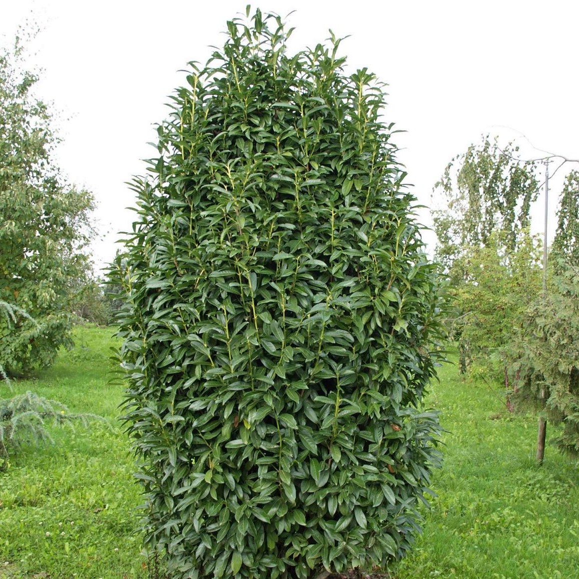 Örökzöld cserje - Prunus laurocerasus 'Genolia' - Babérmeggy