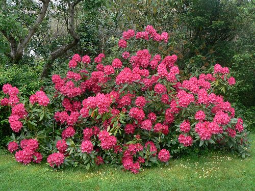 Örökzöld cserje - Rhododendron fajták - Azalea