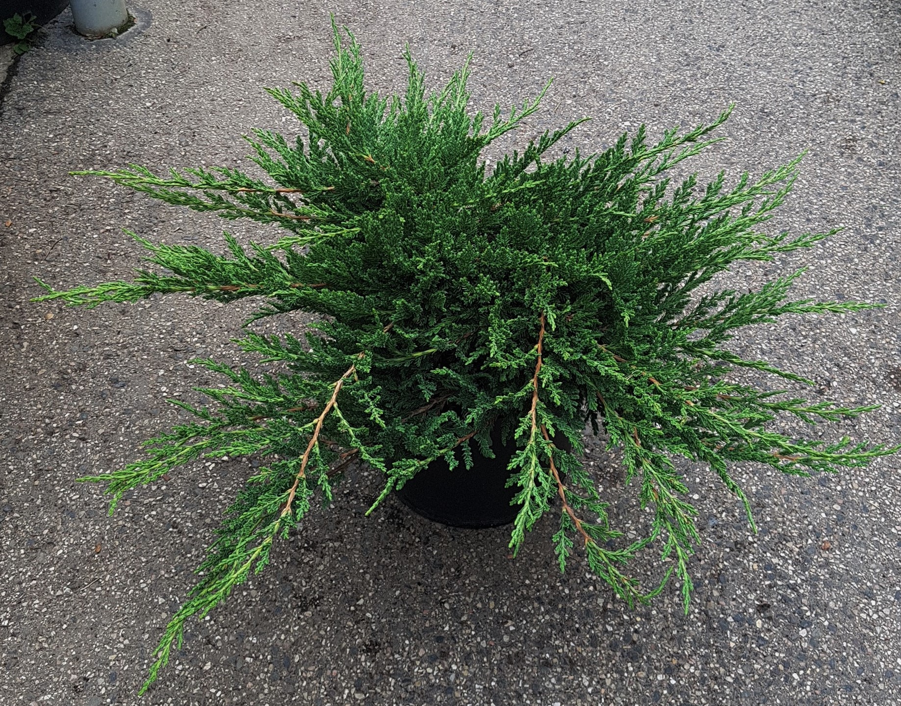 Örökzöld - Juniperus horizontalis 'Prince Of Wales' - Zöld, terülő, henye boróka