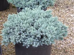 Örökzöld - Juniperus squamata 'Blue Star' - Himalájai ezüstkék színű, törpe növekedésű, örökzöld boróka
