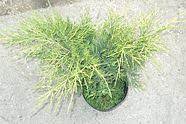 Örökzöld - Juniperus x media 'Old Gold' - Kínai arany kúszóboróka
