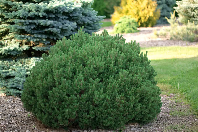 Örökzöld - Pinus mugo var. pumilio - Párnás, Havasi törpefenyő