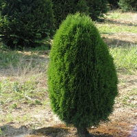 Örökzöld - Thuja occidentalis 'Egg' - Tojás alakú tuja