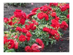 Rózsafélék - Rosa 'Red Fairy' - Törpe ágyásrózsa