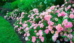Rózsafélék - Talajtakaró rózsa fajták - Talajtakaró rózsa