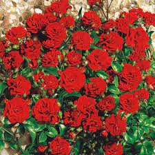 Rózsafélék - Talajtakaró rózsa fajták - Talajtakaró rózsa