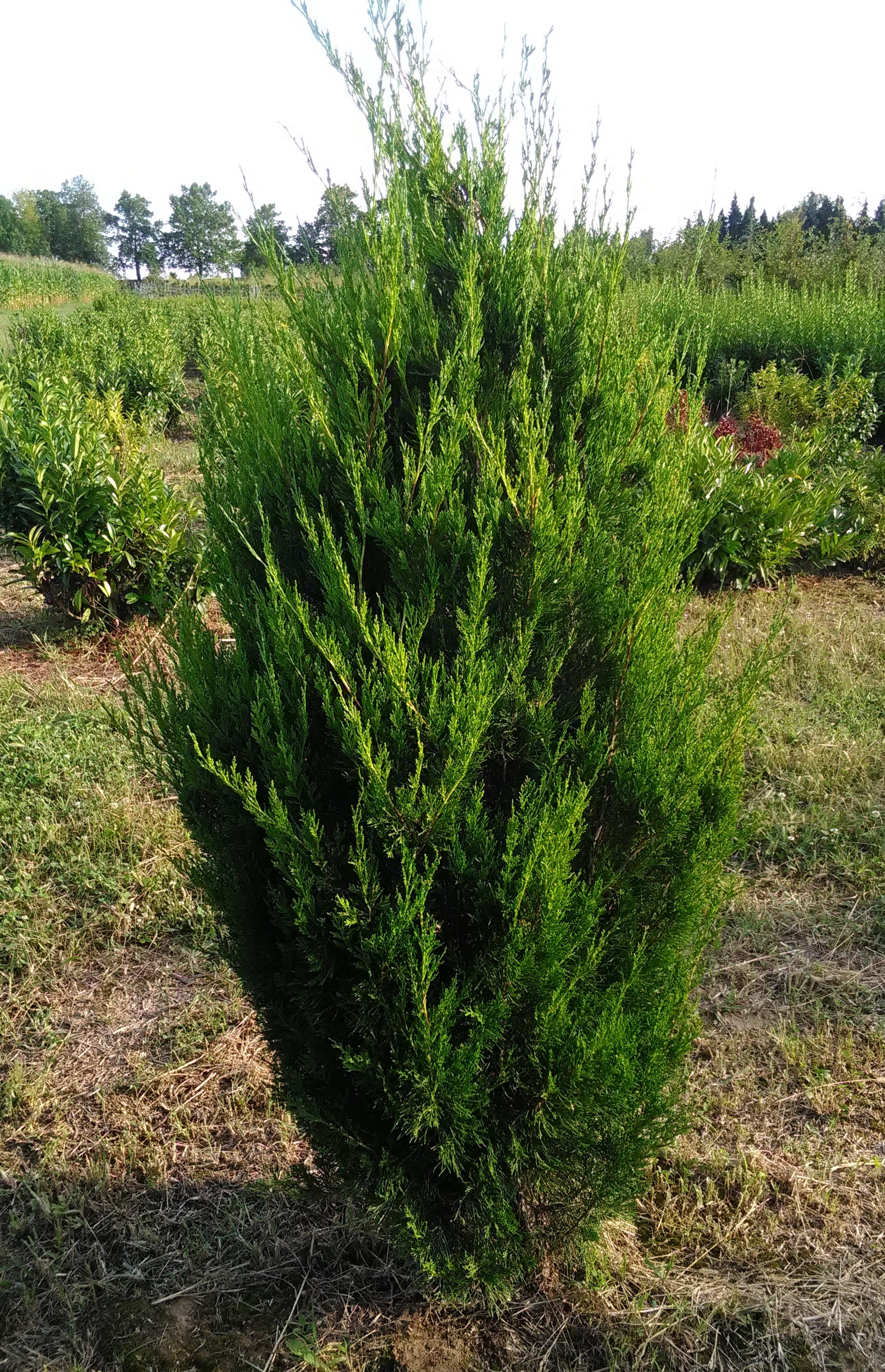Sövénynövények - Juniperus chinensis 'Spartan' - Zöld Kínai Boróka