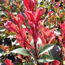 Sövénynövények - Photinia fraseri 'Carre Rouge' - Vörös korallberkenye