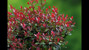 Sövénynövények - Photinia x fraseri 'Little Red Robin' - Törpe Vörös Korallberkenye