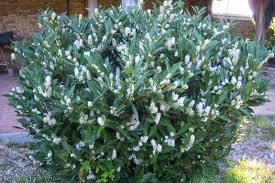 Sövénynövények - Prunus laurocerasus 'Mano' - Babérmeggy